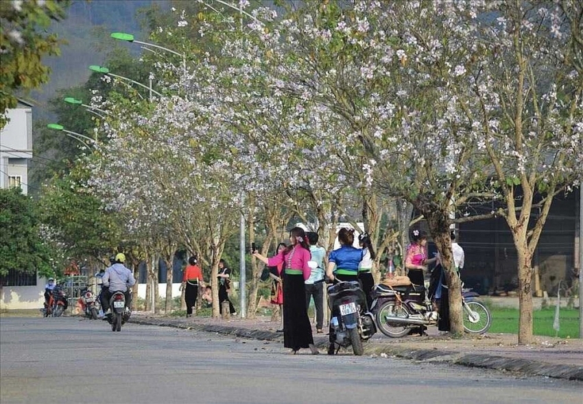 Tọa độ “sống ảo” giữa mùa hoa ban ở Điện Biên Tọa độ “sống ảo” giữa mùa hoa ban ở Điện Biên