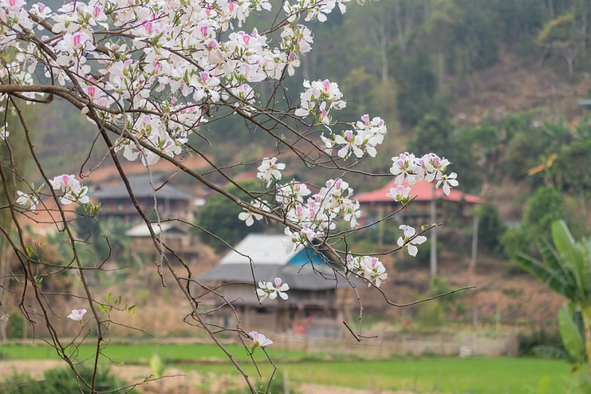 Tọa độ “sống ảo” giữa mùa hoa ban ở Điện Biên