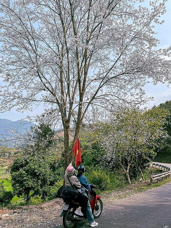 Tọa độ “sống ảo” giữa mùa hoa ban ở Điện Biên Tọa độ “sống ảo” giữa mùa hoa ban ở Điện Biên