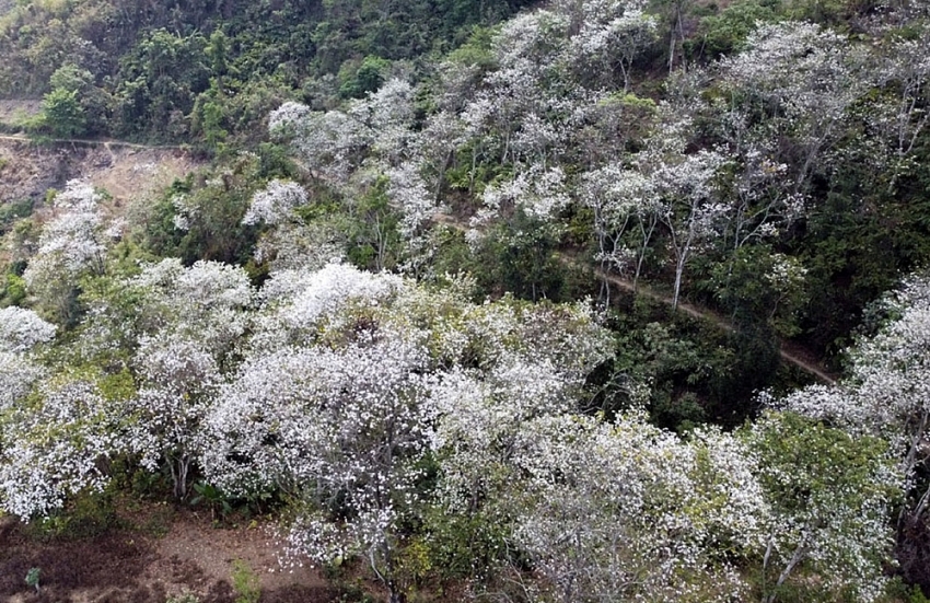 Tọa độ “sống ảo” giữa mùa hoa ban ở Điện Biên