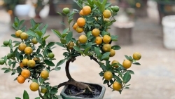 Ngắm quất mini gây sốt thị trường Tết Bính Ngọ 2026