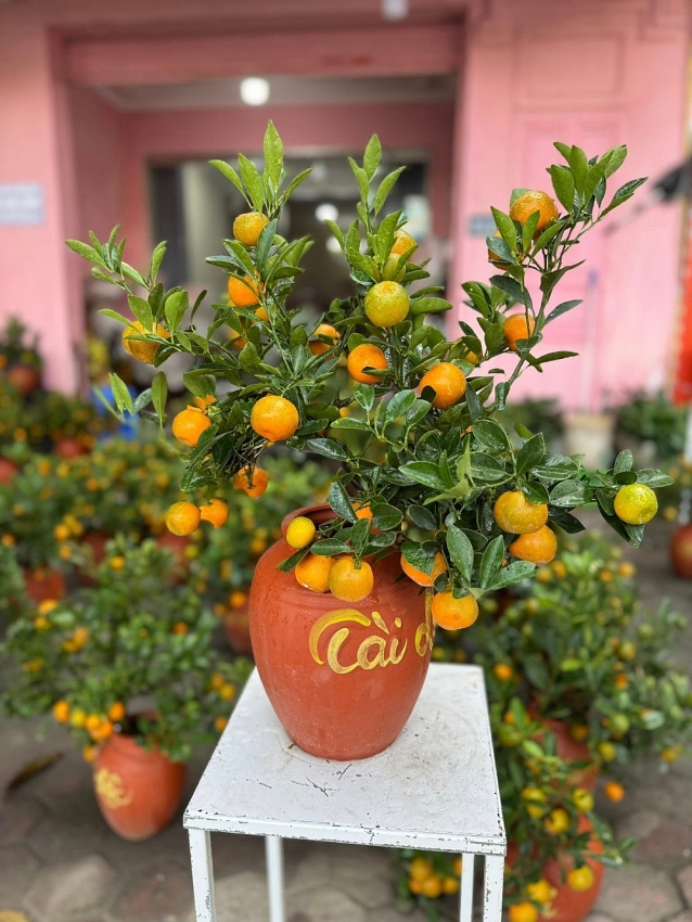 Ngắm quất mini gây sốt thị trường Tết Bính Ngọ 2026