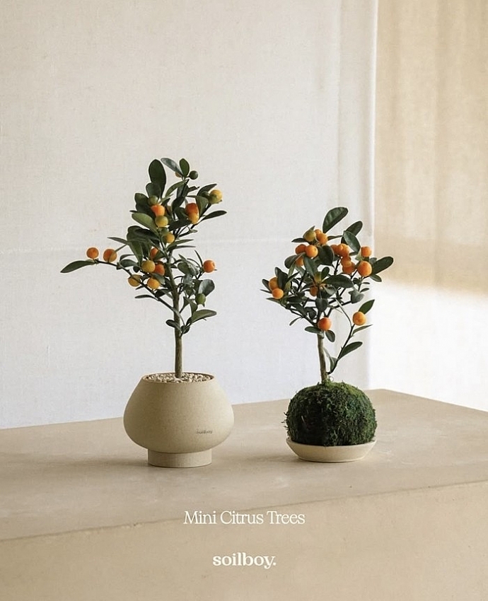 Ngắm quất mini gây sốt thị trường Tết Bính Ngọ 2026