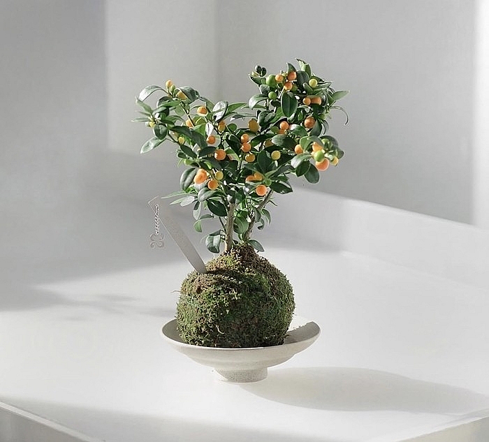 Ngắm quất mini gây sốt thị trường Tết Bính Ngọ 2026