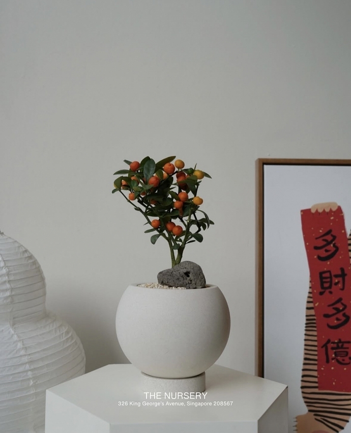 Ngắm quất mini gây sốt thị trường Tết Bính Ngọ 2026