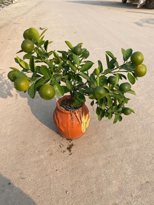 Ngắm quất mini gây sốt thị trường Tết Bính Ngọ 2026