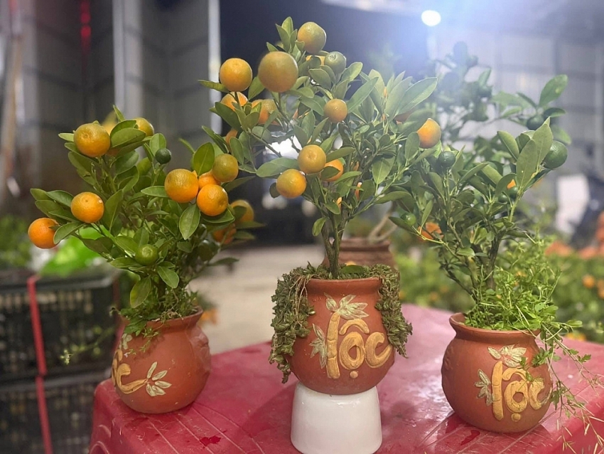 Ngắm quất mini gây sốt thị trường Tết Bính Ngọ 2026