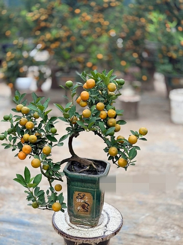 Ngắm quất mini gây sốt thị trường Tết Bính Ngọ 2026