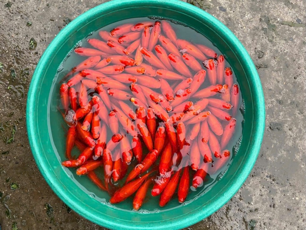 Hàng hóa cúng ông Công ông Táo 2026: Chợ Tết rực rỡ, lựa chọn đa dạng