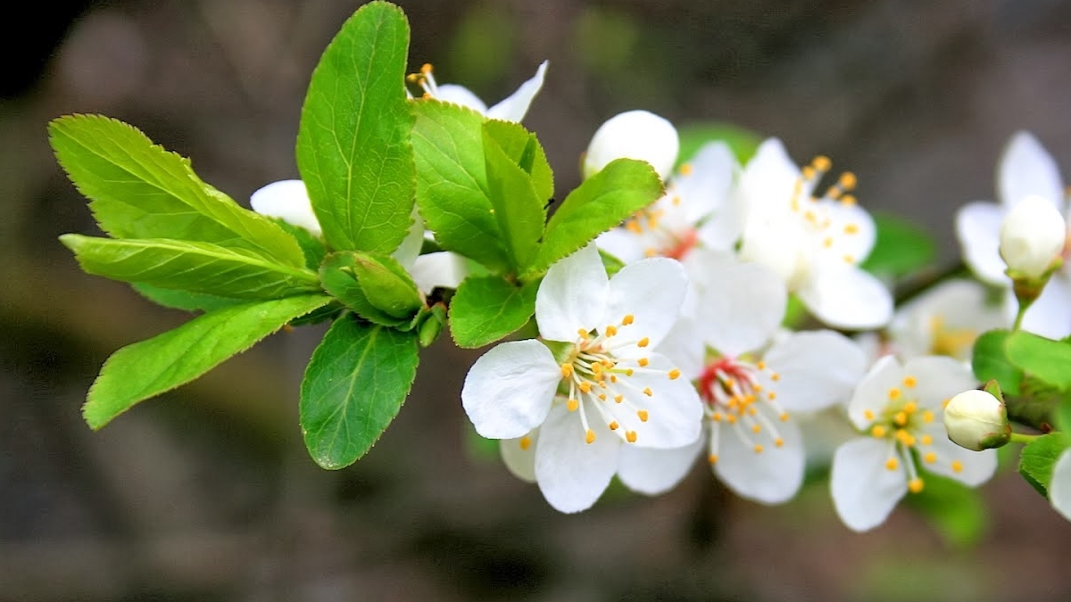 Tử vi tuần mới (9-15/2/2026): Tuổi Thân tài chính khả quan, tuổi Sửu vận trình rực rỡ