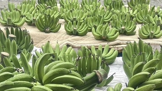 Vài trăm nghìn đồng một nải chuối xanh dịp cận Tết