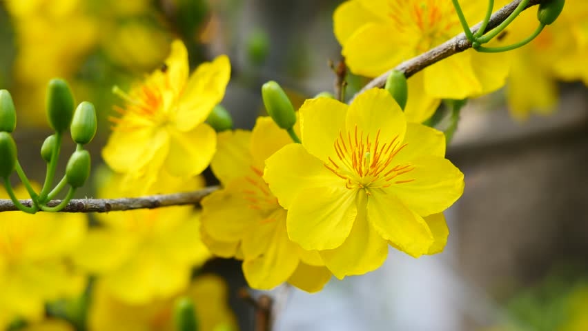 Tử vi tuần mới (16-22/2/2026): Tuổi Mão nắm bắt cơ hội, tuổi Mùi tràn đầy nhiệt huyết Tử vi tuần mới (16-22/2/2026): Tuổi Mão nắm bắt cơ hội, tuổi Mùi tràn đầy nhiệt huyết