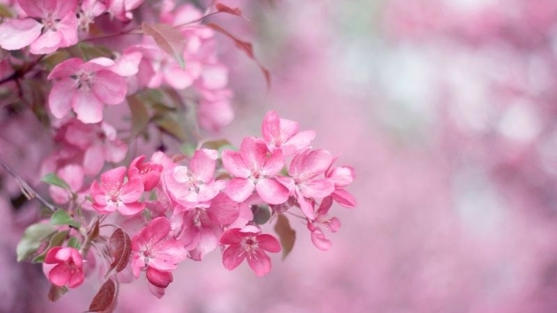 Tử vi tuần mới (16-22/2/2026): Tuổi Mão nắm bắt cơ hội, tuổi Mùi tràn đầy nhiệt huyết