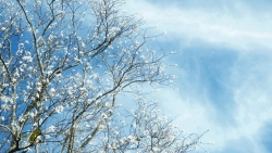 Ban trắng nở khắp Đà Lạt, hút khách du xuân