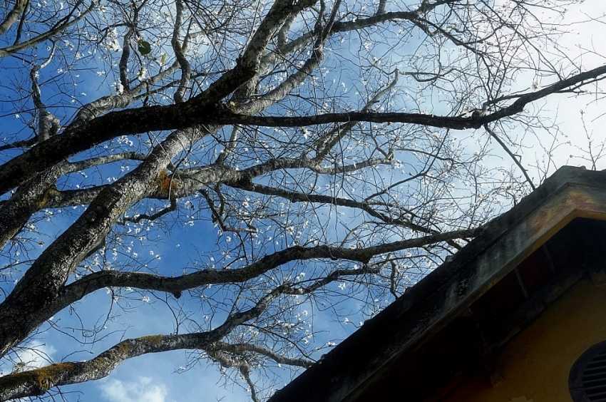 Ban trắng nở khắp Đà Lạt, hút khách du xuân