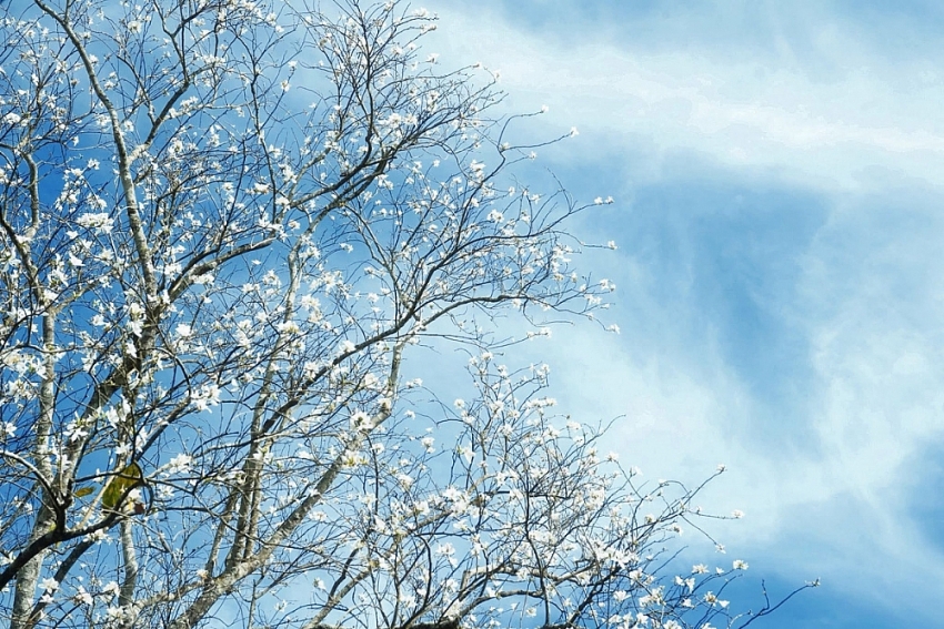 Ban trắng nở khắp Đà Lạt, hút khách du xuân