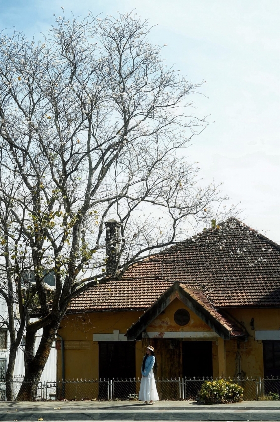 Ban trắng nở khắp Đà Lạt, hút khách du xuân