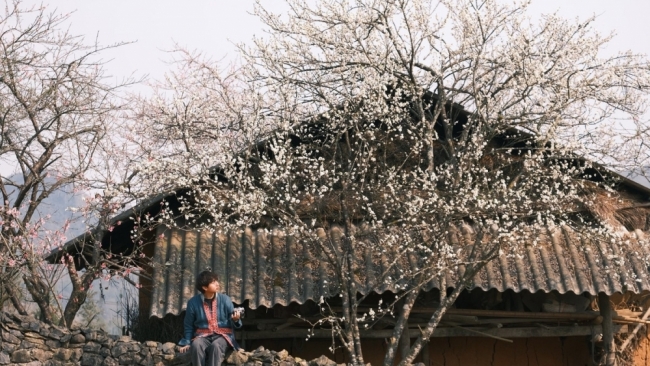 Xuân về Lao Xa, hoa nở bên những hàng rào đá cổ