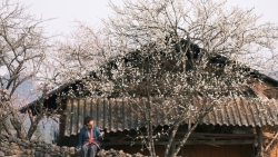 Xuân về Lao Xa, hoa nở bên những hàng rào đá cổ