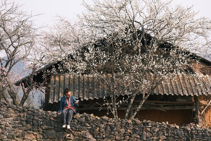Xuân về Lao Xa, hoa nở bên những hàng rào đá cổ