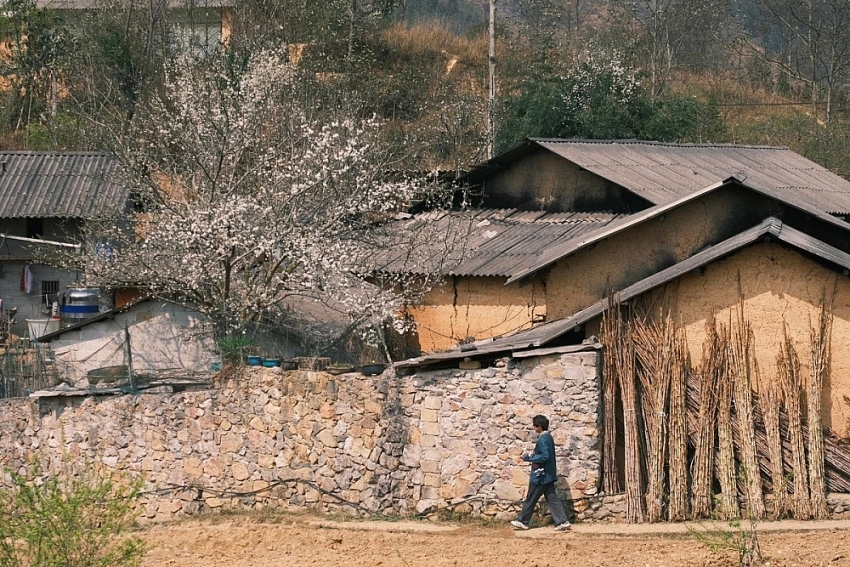 Xuân về Lao Xa, hoa nở bên những hàng rào đá cổ