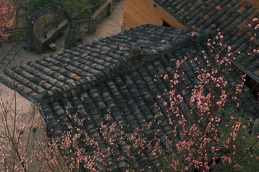 Xuân về Lao Xa, hoa nở bên những hàng rào đá cổ