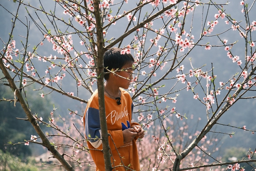 Xuân về Lao Xa, hoa nở bên những hàng rào đá cổ
