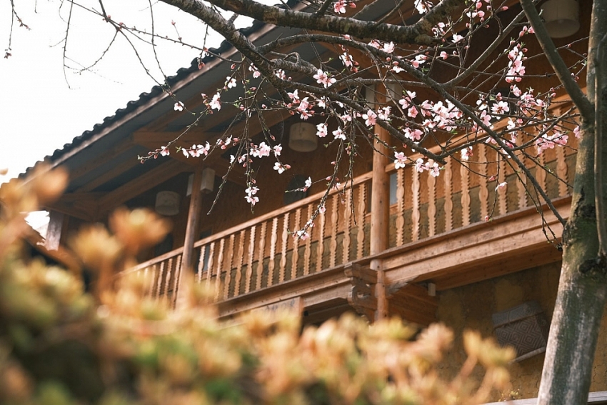 Xuân về Lao Xa, hoa nở bên những hàng rào đá cổ