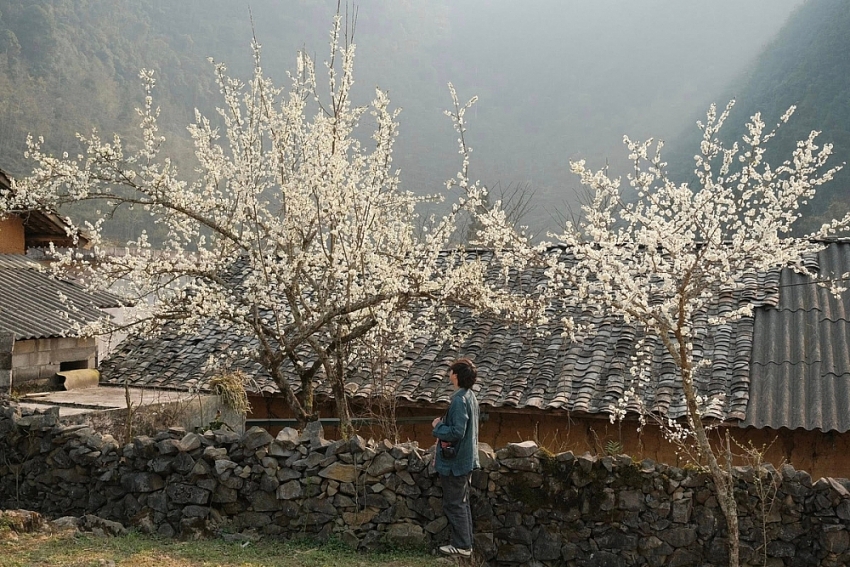 Xuân về Lao Xa, hoa nở bên những hàng rào đá cổ