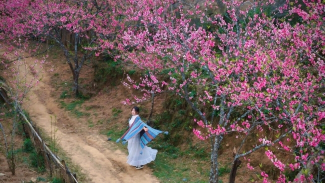 Du xuân lên Lùng Cúng, ngắm đào nở giữa thung lũng mây