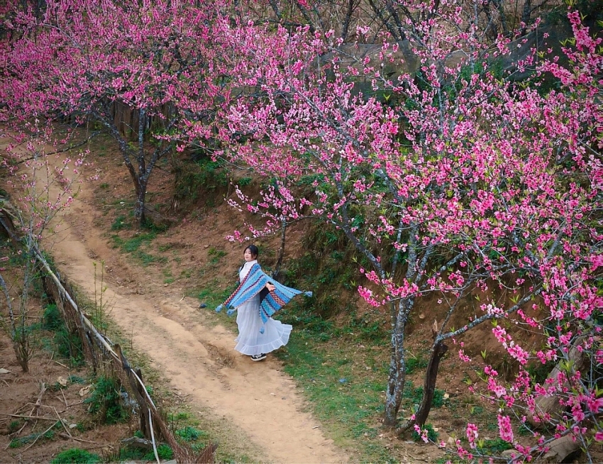 Du xuân lên Lùng Cúng, ngắm đào nở giữa thung lũng mây