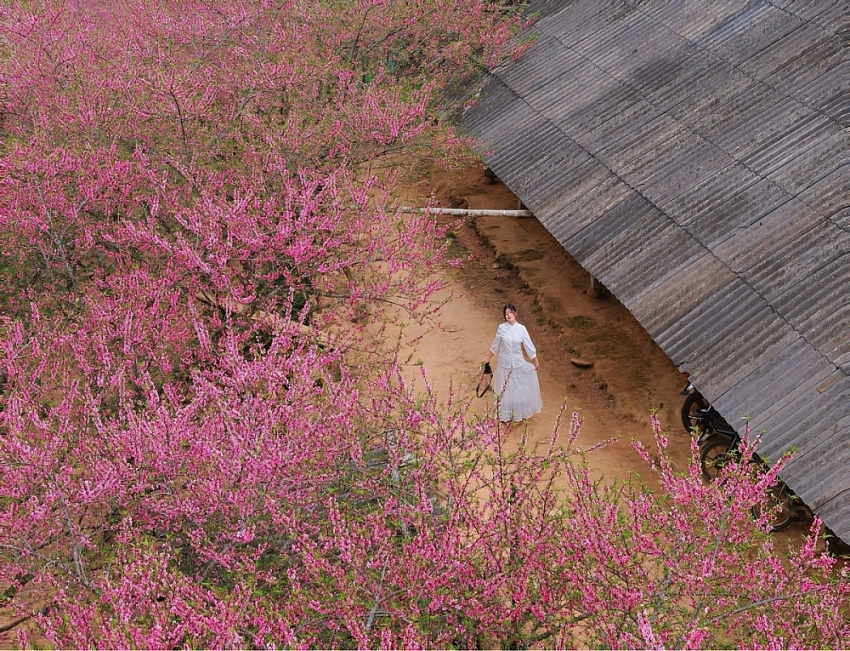 Du xuân lên Lùng Cúng, ngắm đào nở giữa thung lũng mây