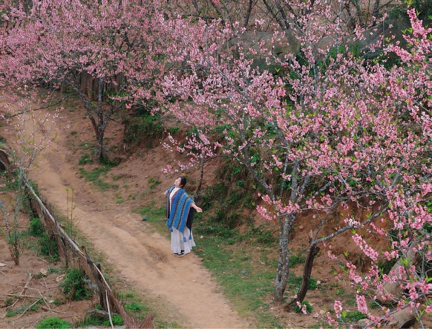Du xuân lên Lùng Cúng, ngắm đào nở giữa thung lũng mây
