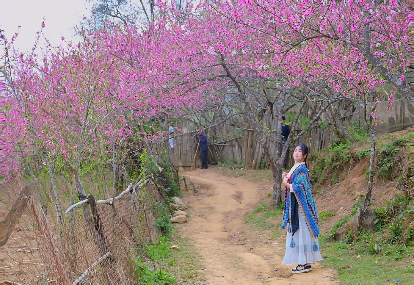 Du xuân lên Lùng Cúng, ngắm đào nở giữa thung lũng mây