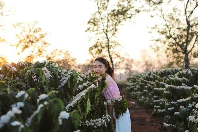 Mùa hoa cà phê nở rộ, Tây Nguyên thành điểm hẹn du xuân hút khách