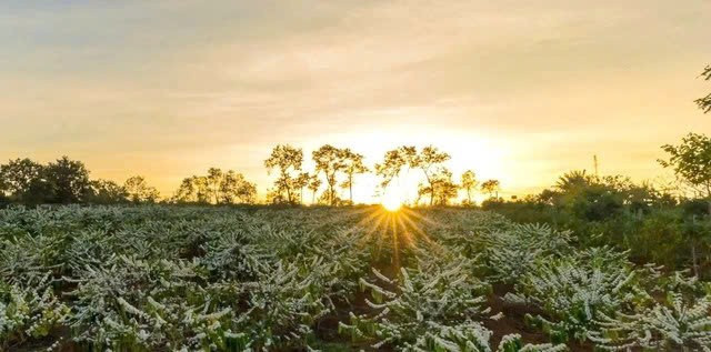 Mùa hoa cà phê nở rộ, Tây Nguyên thành điểm hẹn du xuân hút khách