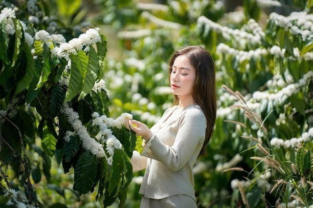Mùa hoa cà phê nở rộ, Tây Nguyên thành điểm hẹn du xuân hút khách