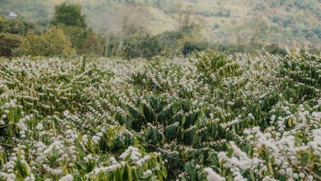 Mùa hoa cà phê nở rộ, Tây Nguyên thành điểm hẹn du xuân hút khách