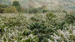 Mùa hoa cà phê nở rộ, Tây Nguyên thành điểm hẹn du xuân hút khách