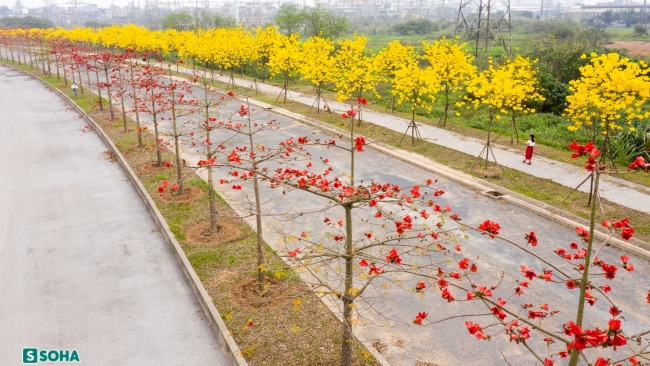 Hà Nội: Con đường phủ đầy hoa gạo, hoa phong linh có 1-0-2, đẹp như 'tiên cảnh'