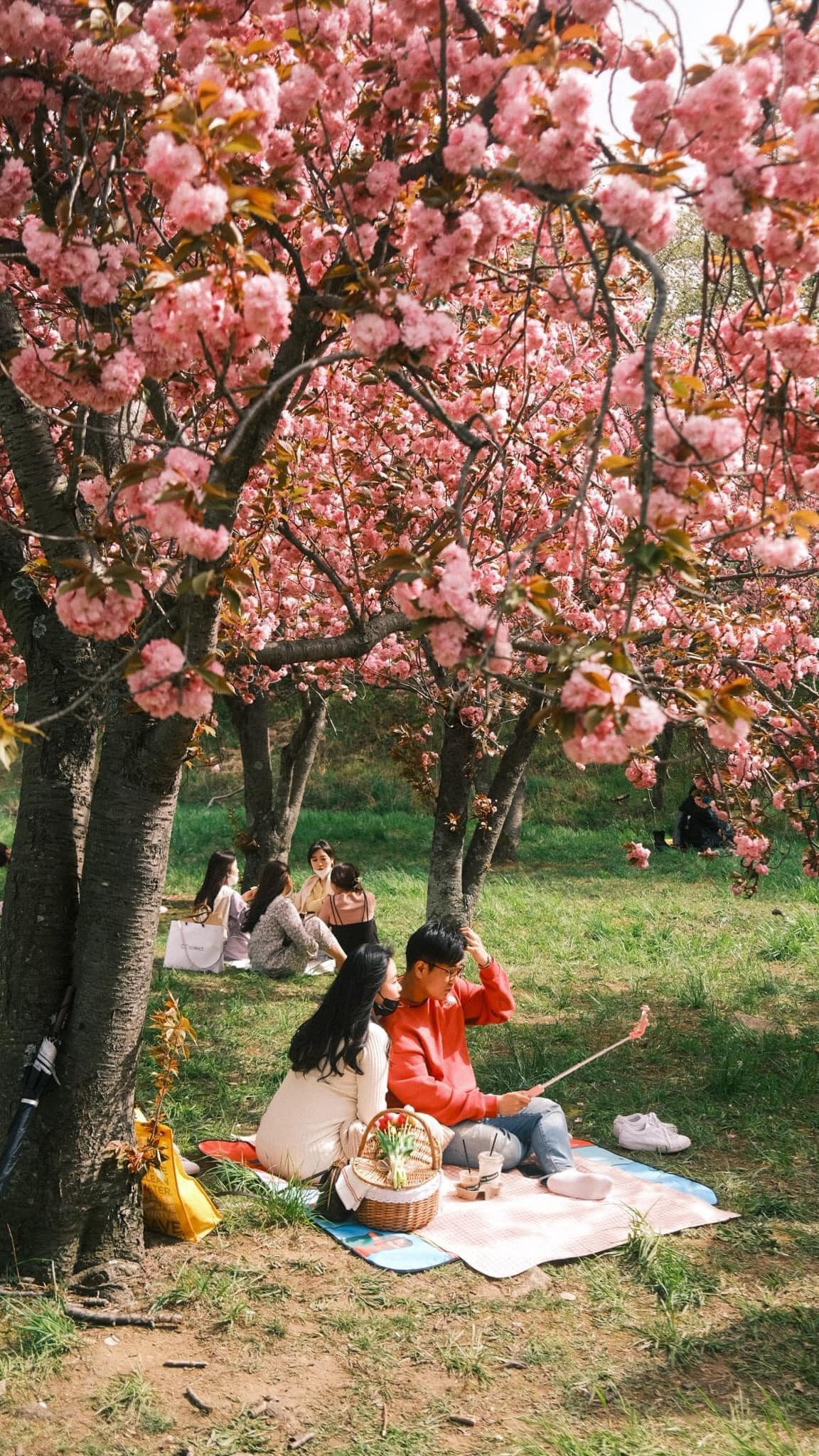 Hoa anh đào nở rộ khắp đường phố Hàn Quốc, cảnh đẹp không thể tả bằng lời