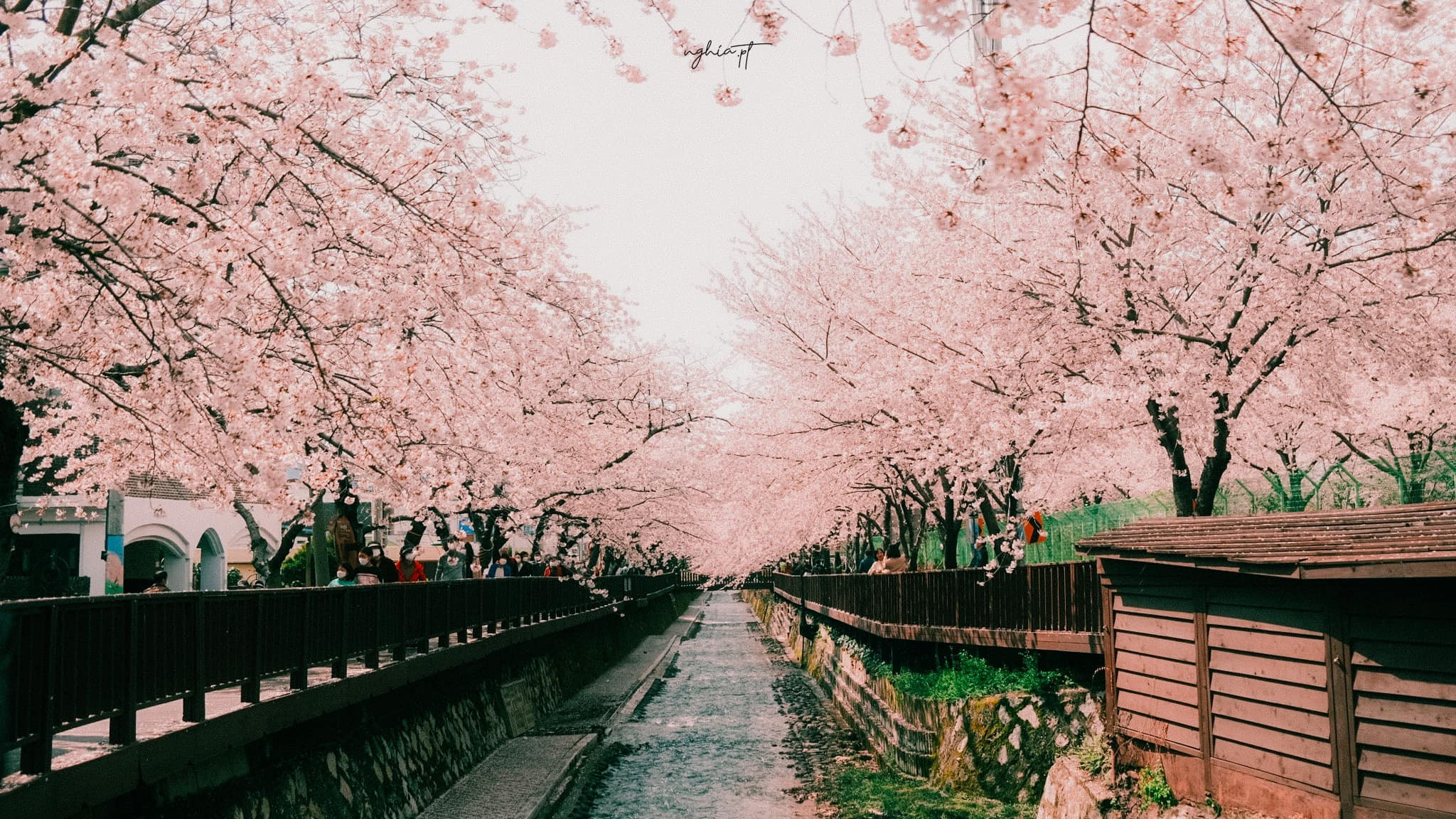 Hoa anh đào nở rộ khắp đường phố Hàn Quốc, cảnh đẹp không thể tả bằng lời