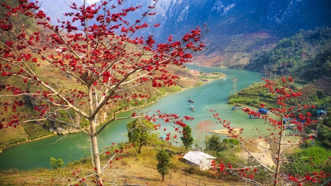 Mê mẩn ngắm Hoa gạo đỏ rực bên bờ sông Nho Quế Hà Giang