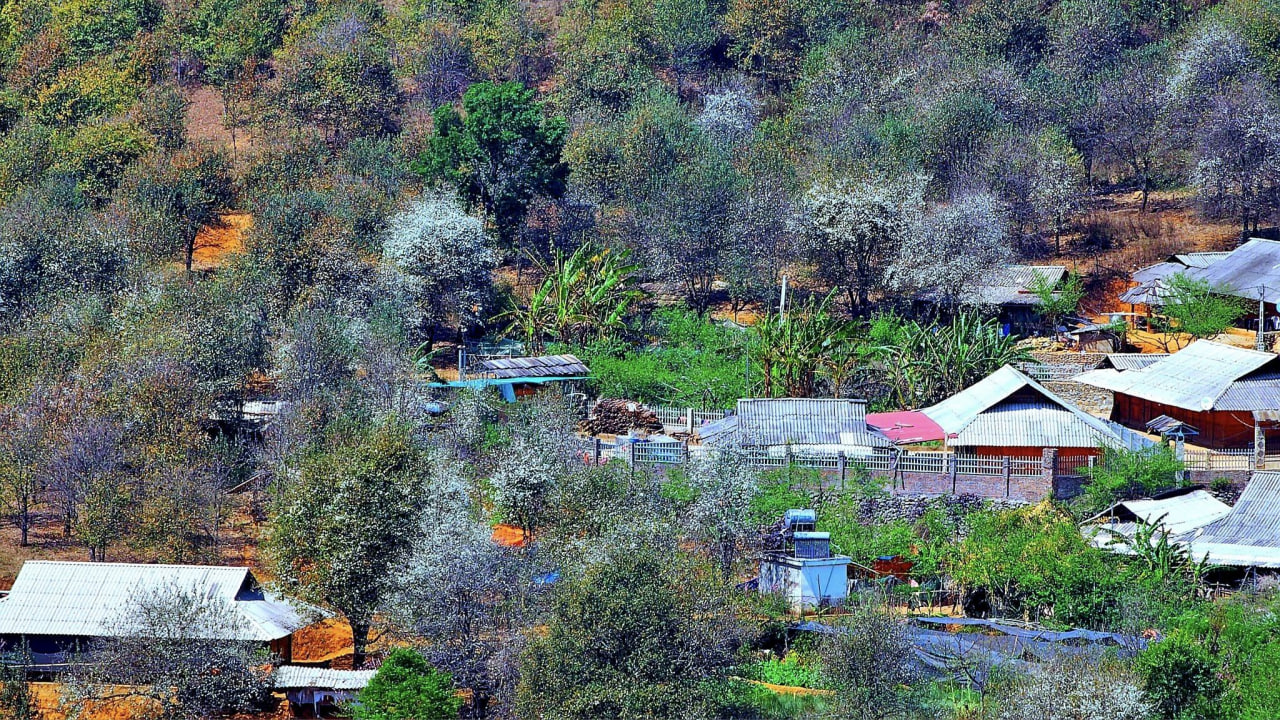 Mùa hoa táo mèo như tranh vẽ giữa bản làng Sơn La