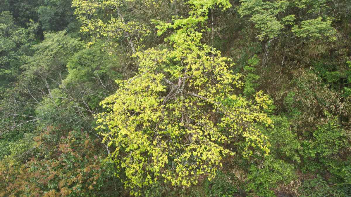 Tháng 3 lên Yên Tử ngắm rừng mai vàng trăm tuổi khoe sắc