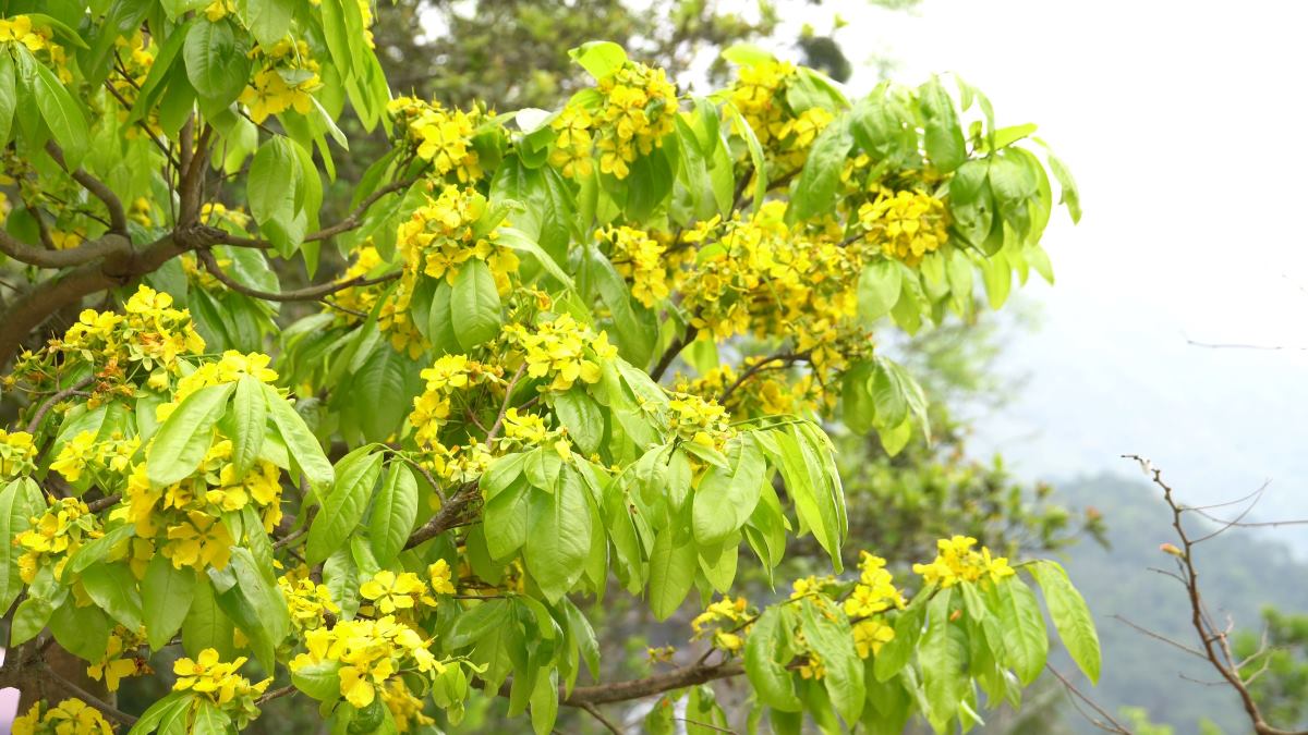 Tháng 3 lên Yên Tử ngắm rừng mai vàng trăm tuổi khoe sắc Tháng 3 lên Yên Tử ngắm rừng mai vàng trăm tuổi khoe sắc