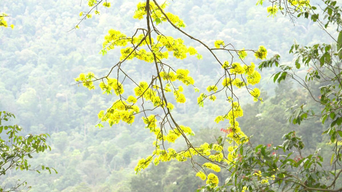 Tháng 3 lên Yên Tử ngắm rừng mai vàng trăm tuổi khoe sắc