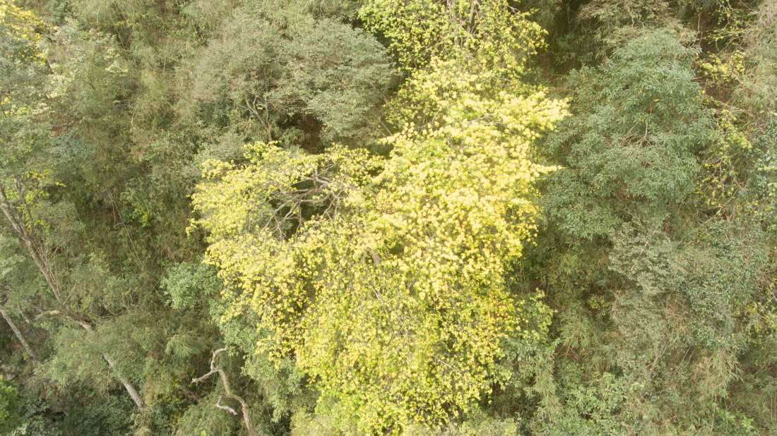 Tháng 3 lên Yên Tử ngắm rừng mai vàng trăm tuổi khoe sắc