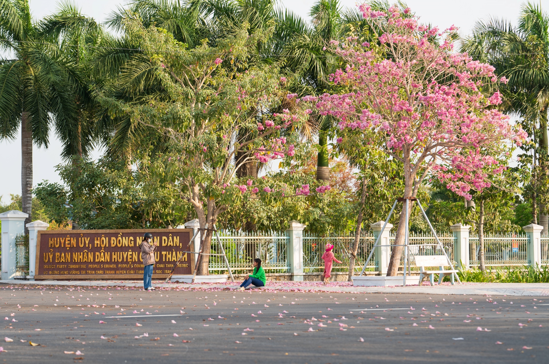 Mùa kèn hồng đến vội ở Sóc Trăng Mùa kèn hồng đến vội ở Sóc Trăng