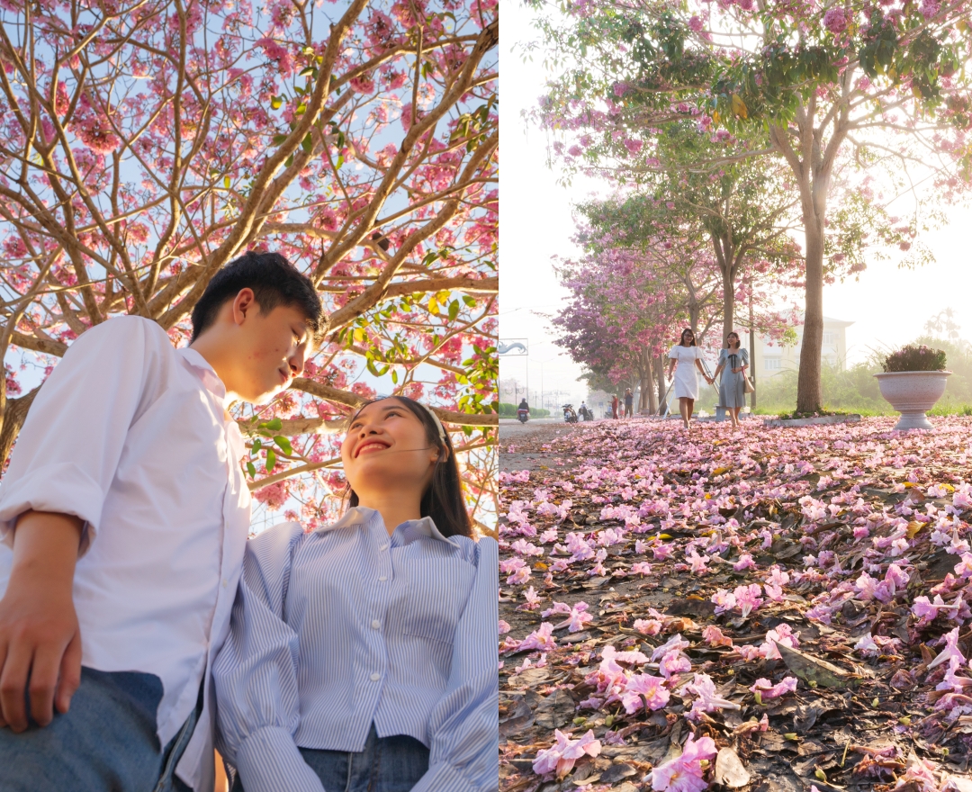 Mùa kèn hồng đến vội ở Sóc Trăng Mùa kèn hồng đến vội ở Sóc Trăng